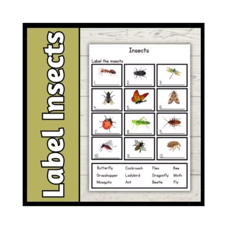 Basisonderwijs Werkblad | Label de Insecten Werkblad (Engelstalig)