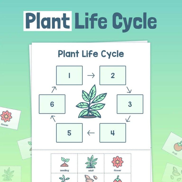Basisonderwijs Werkblad | Levenscyclus van Planten