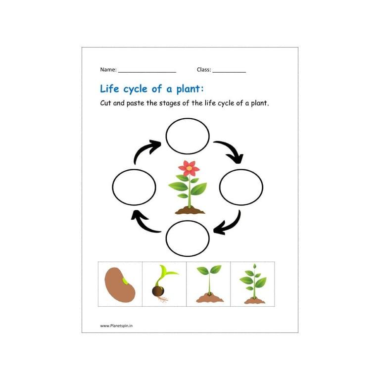 Basisonderwijs Werkblad | Levenscyclus van een Plant - Knippen en Plakken