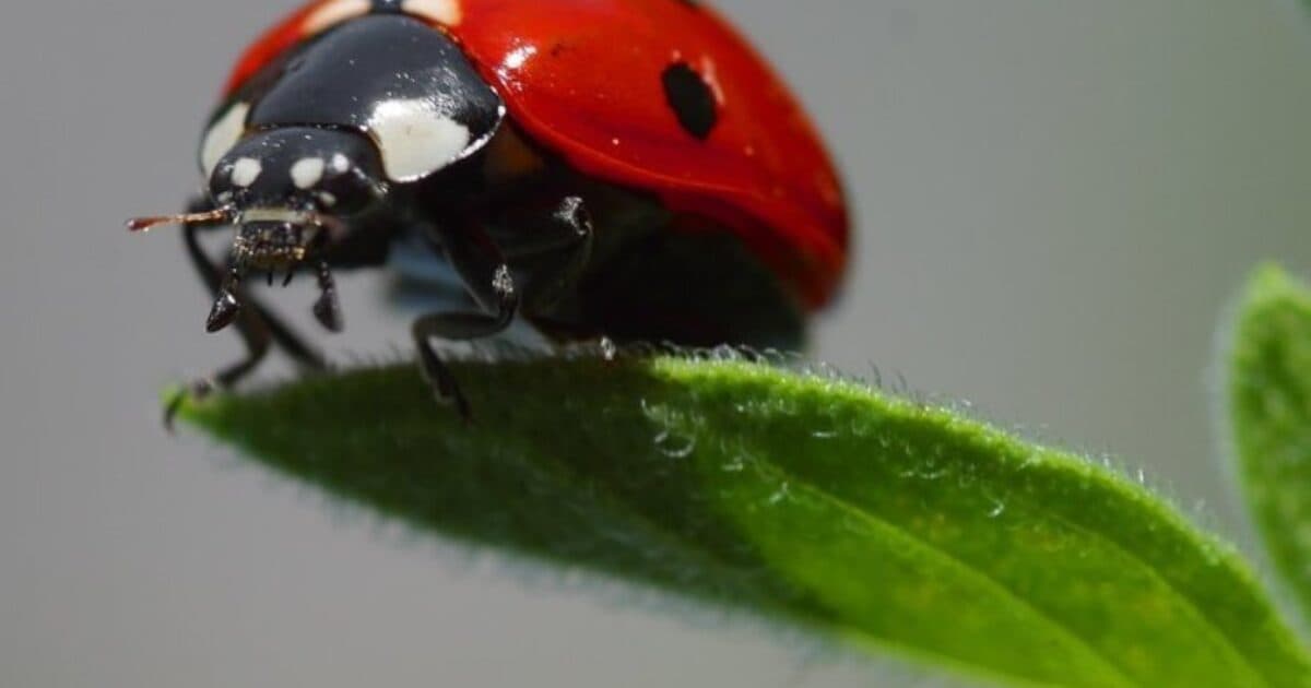 Leskist Insecten, Vriend of Vijand