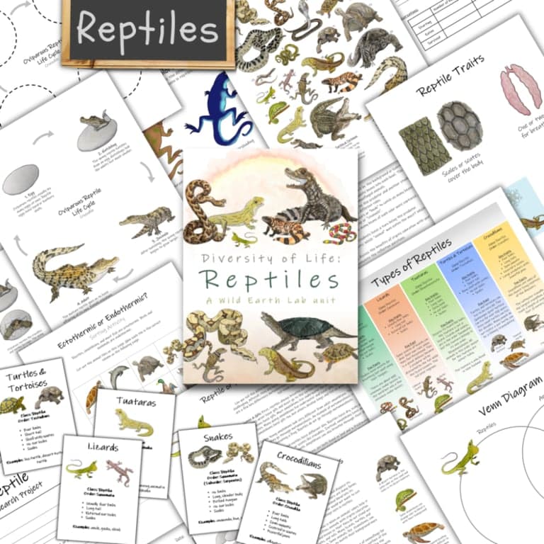 Basisonderwijs Lespakket | Reptielen Unit: Een Studie over de Biodiversiteit en Eigenschappen van Reptielen!