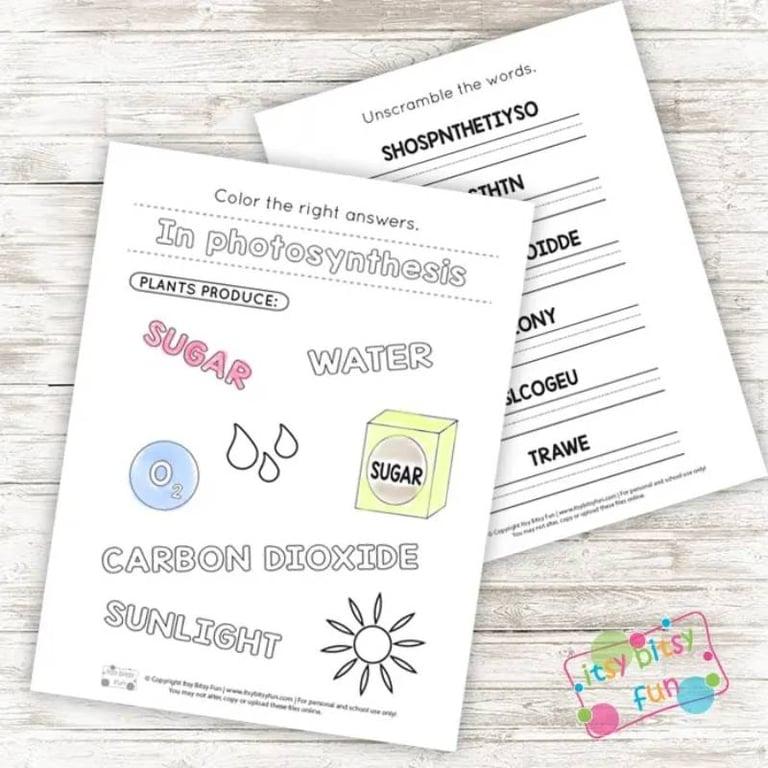Basisonderwijs Werkblad | Fotosynthese