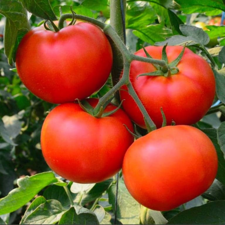 Basisonderwijs Lespakket | Levenswetenschappen - Eigenschappen van Planten en Dieren: Jong en Oud