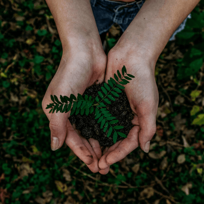 Basisonderwijs Lesidee | Boom Planten (Junior)