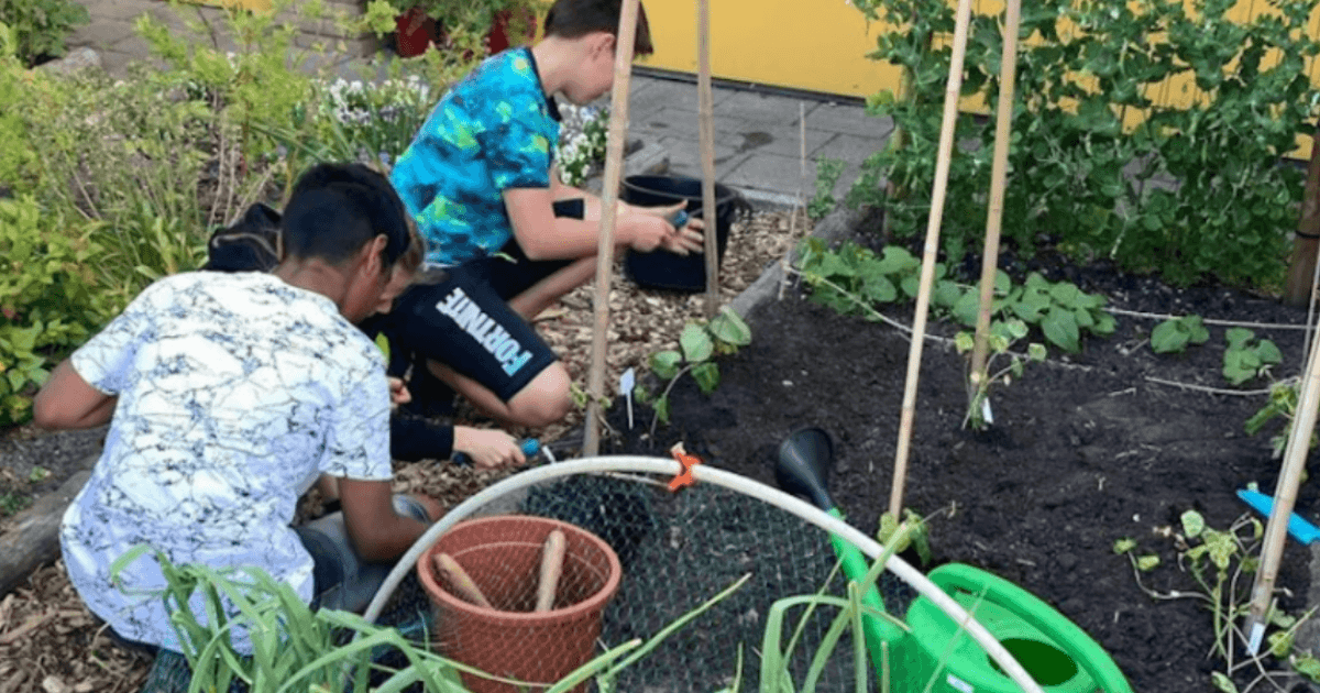 Populariteit schooltuin groeit