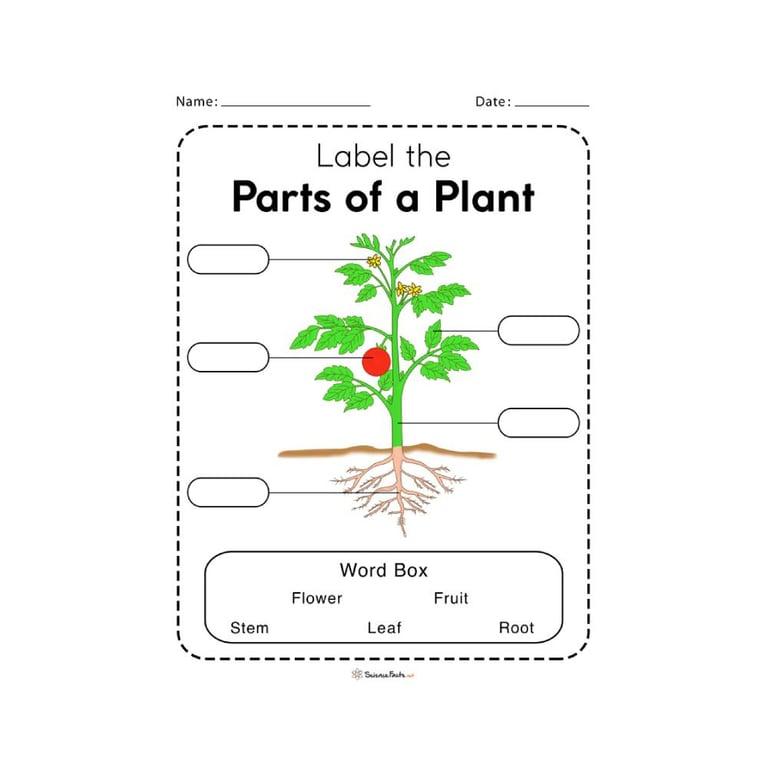 Basisonderwijs Werkblad | Delen van een Plant