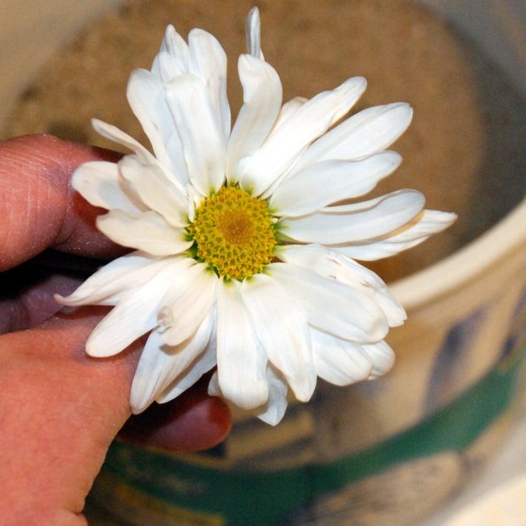 Basisonderwijs Lesidee | Beelden van het Verleden - Paleontoloog: Graaf een Bloem op (Fossiel)
