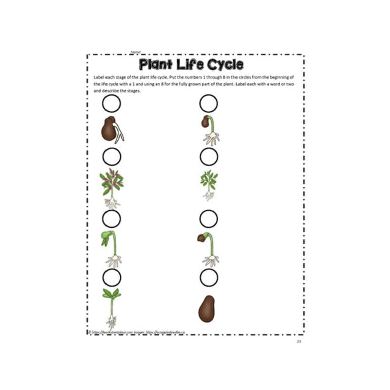 Basisonderwijs Werkblad | Levensvolgorde Planten