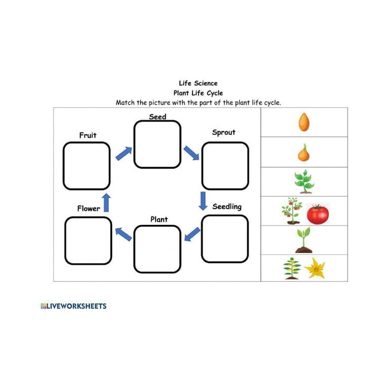 Basisonderwijs Werkblad | Levenscyclus van Planten Graad 2