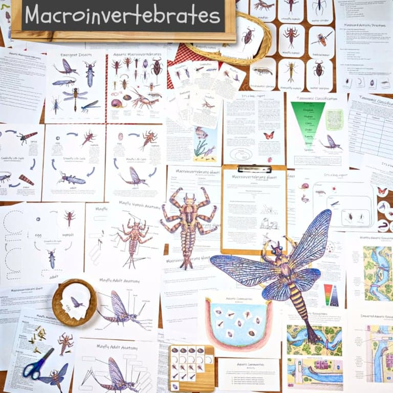Basisonderwijs Lespakket | Macro-Invertebraten: Een Praktische Aquatische Ecologie Eenheid!