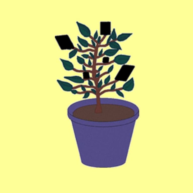 Basisonderwijs Lesidee | Hebben Planten Zonlicht Nodig? (Engelstalig)