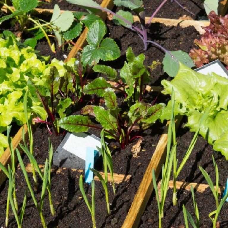 Basisonderwijs Lesidee | Vierkante Voet Saladetuin