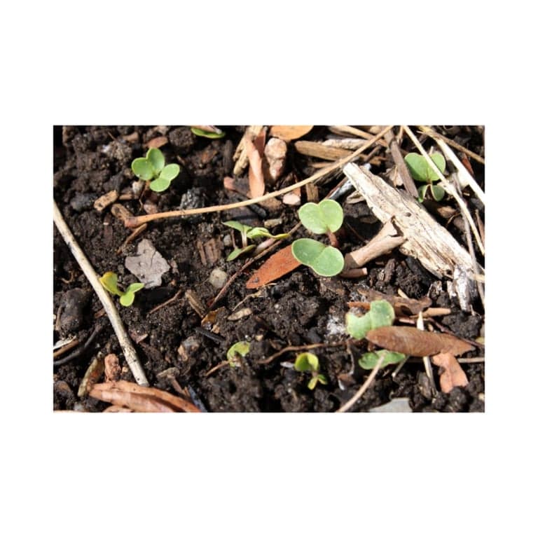 Basisonderwijs Lesidee | Compostbeestjes (Engelstalig)
