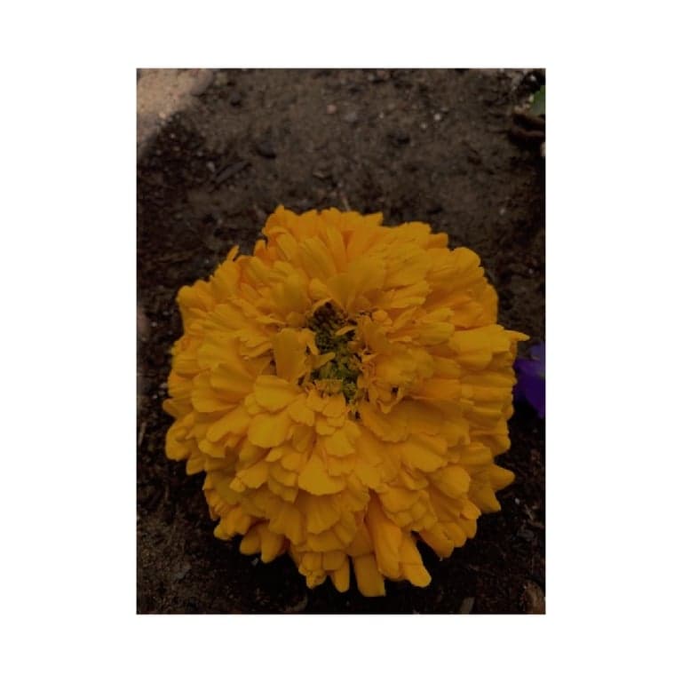 Basisonderwijs Lesidee | Bloemen Ontdekken (Engelstalig)