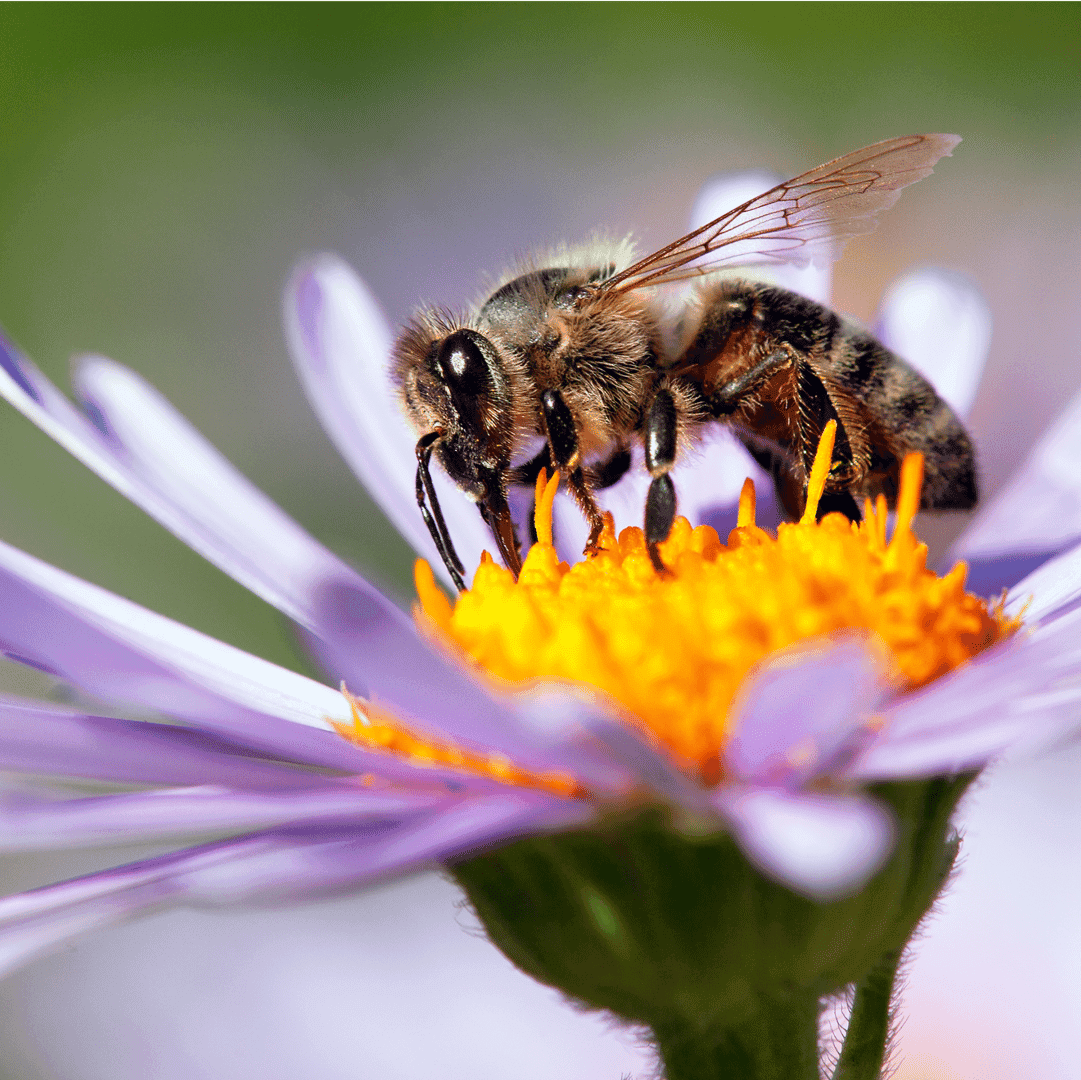 Basisonderwijs Lesidee | Prachtige Bloemen (Engelstalig)